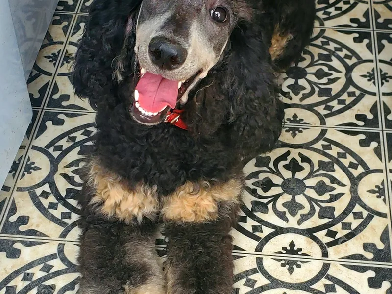 Bigfoot Poodles