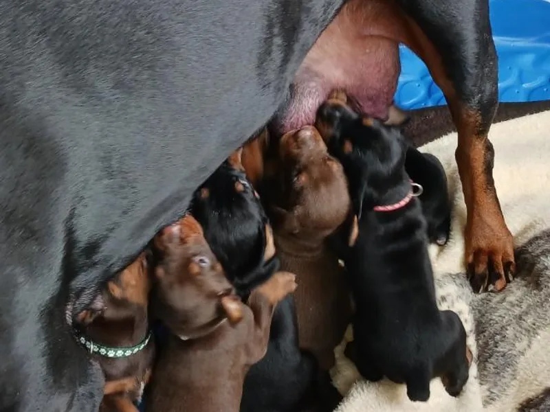 Bigfoot Valley Dobermans