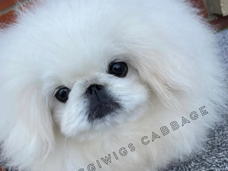 Biggiwigs Pekingese photo 1