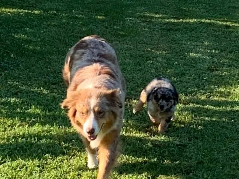 Bigler Ranch Shepherds