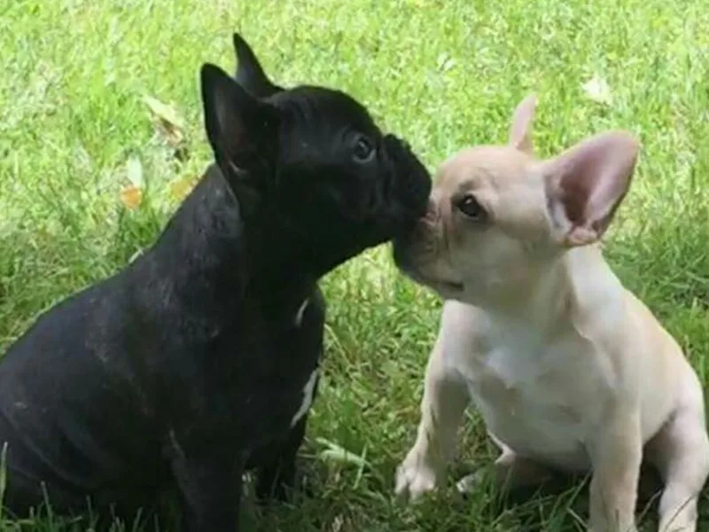 Biglovebullys