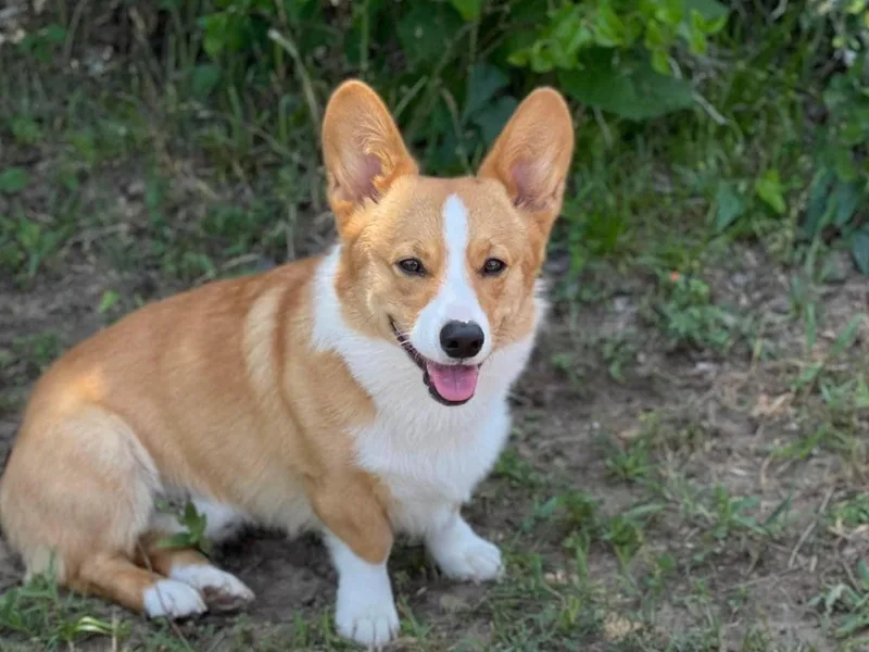 Bigon Corgis