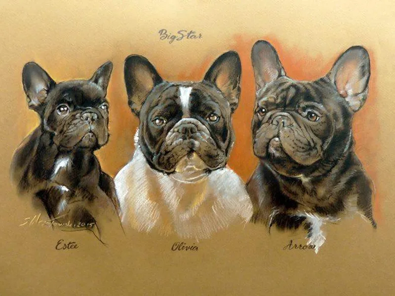 BigStar French Bulldogs