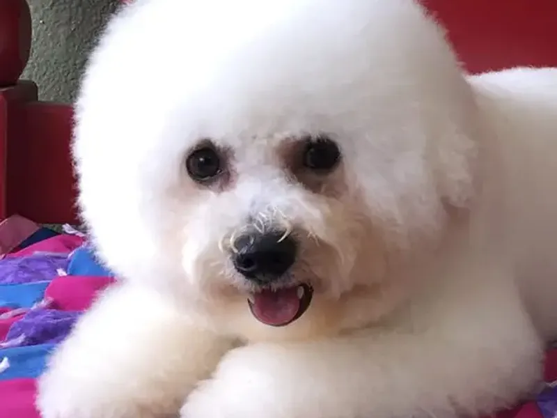 Bijou Bichon