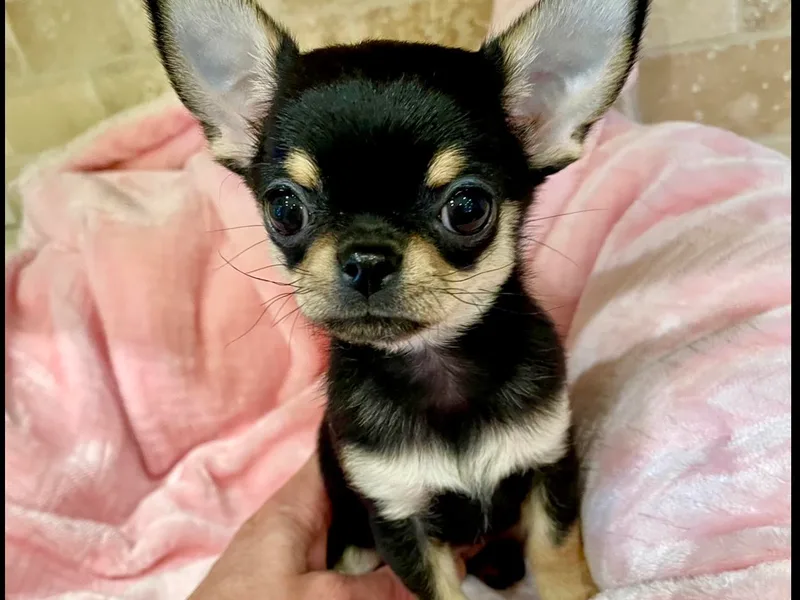 Bijou Chihuahua’s