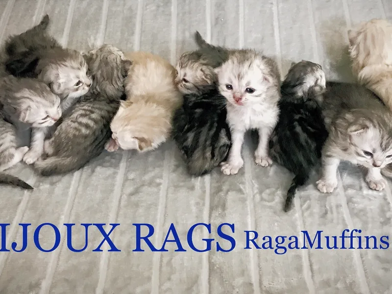 Bijoux Rags RagaMuffins photo 1