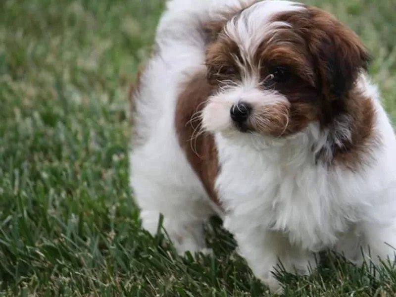 Bill's Havanese