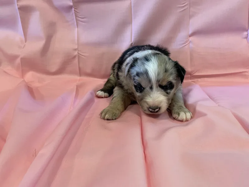 Bill's Miniature Australian Shepherds