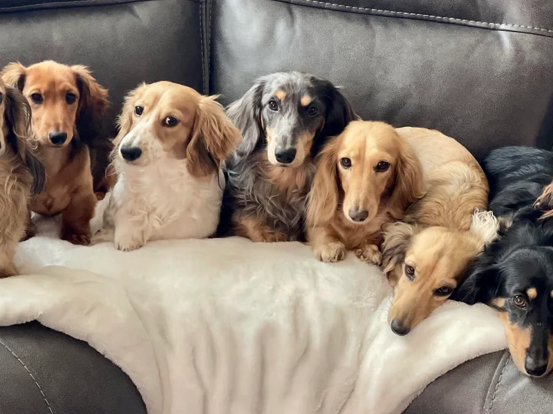 Billboard Doxies
