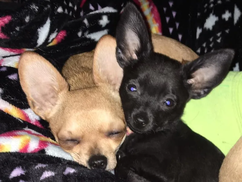 Billie's Chihuahuas