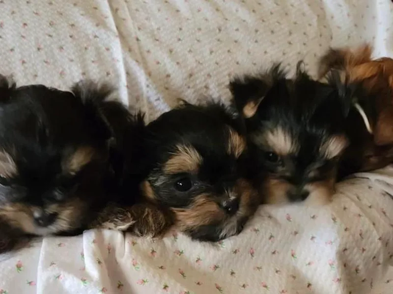 Billy's Morkies photo 1