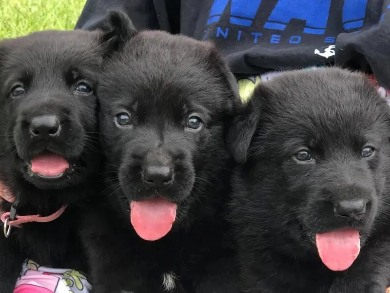 Biloxi Creek Kennels
