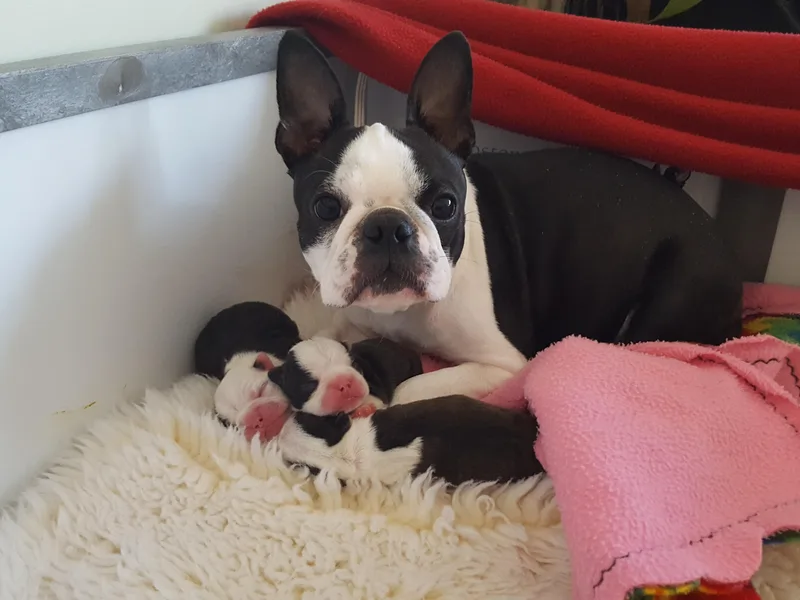 Bindy's Boston Terriers