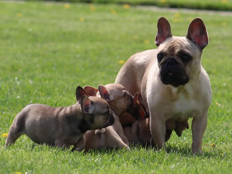 Bingham's Bulldogs LLC