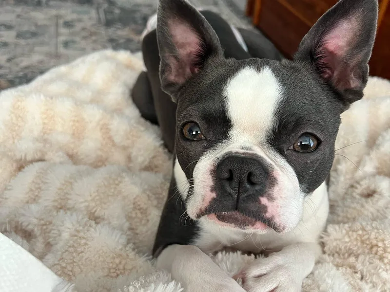 Binkard's Boston Terriers