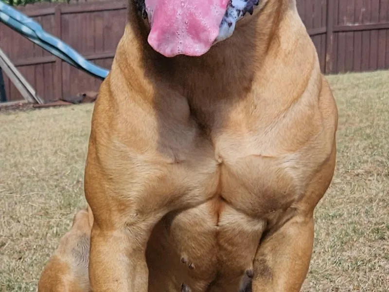 Biohacked Boerboels LLC