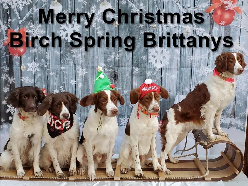 Birch Spring Brittanys