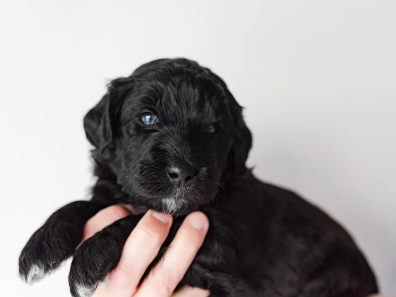 Birch Valley Doodles