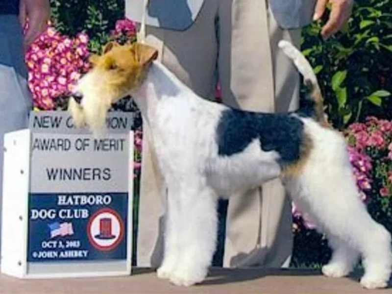 Birchhurst NC Kennels photo 1