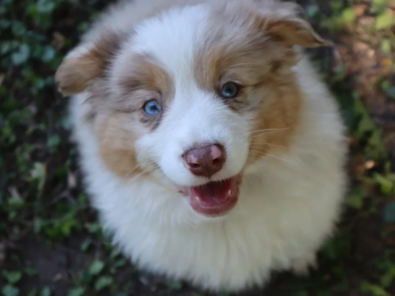Birchview Miniature American Shepherds