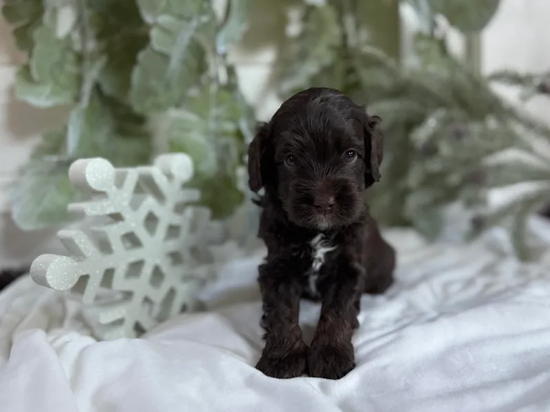 Birchwood Labradoodles