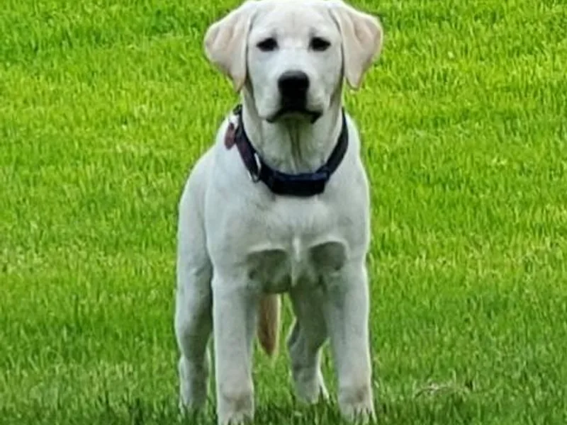 Bird Crazy Gun Dogs