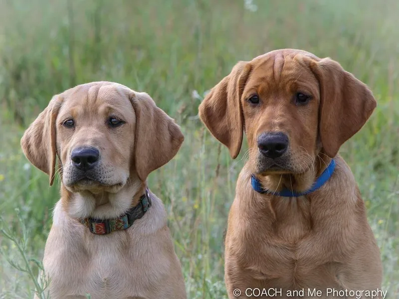 Bird Dog Labs LLC