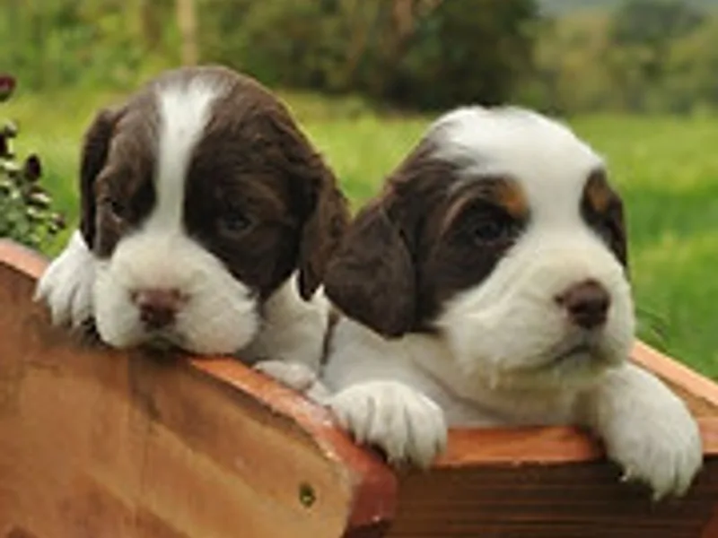 Birddoghill Kennel Chase and Cheri Kinder