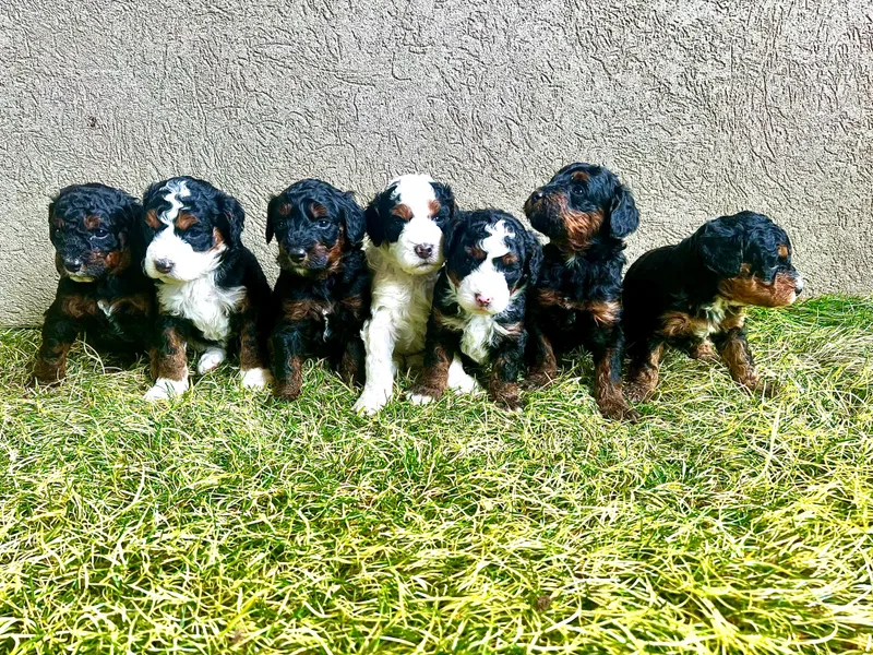 Birdie Bernedoodles