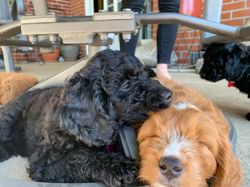 Birdies Mini Bernedoodles