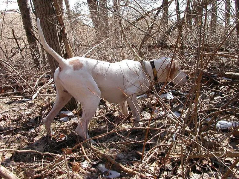 Birdsboro Pointers photo 1