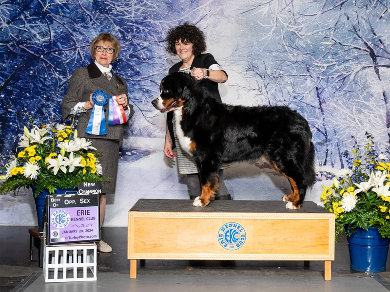 Birdsong Bernese Mountain Dogs