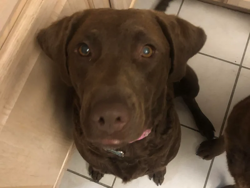 Birdsview Chesapeake Kennel