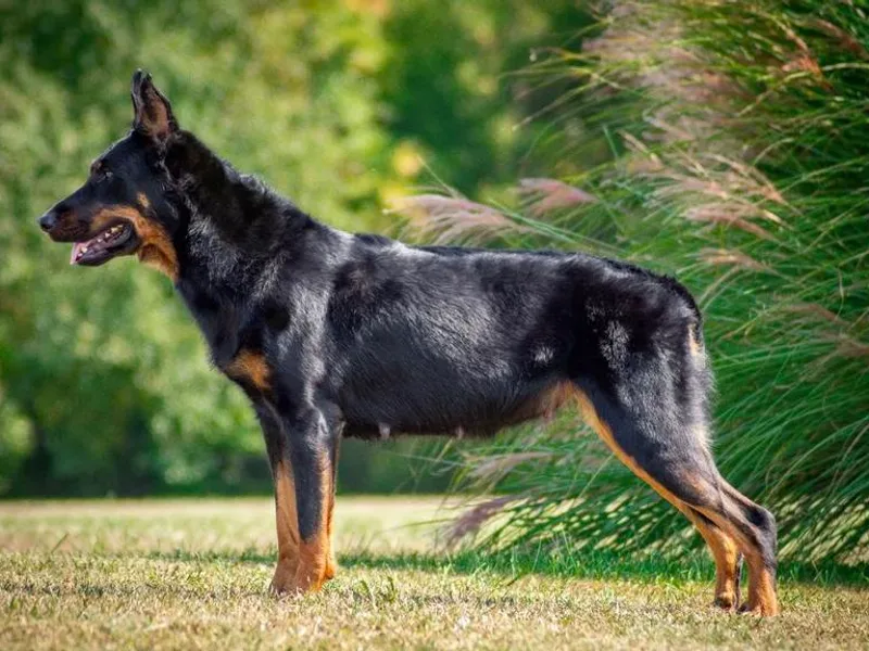 Birdwing Beaucerons photo 1