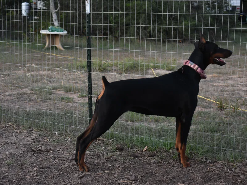 Birkline Dobermans