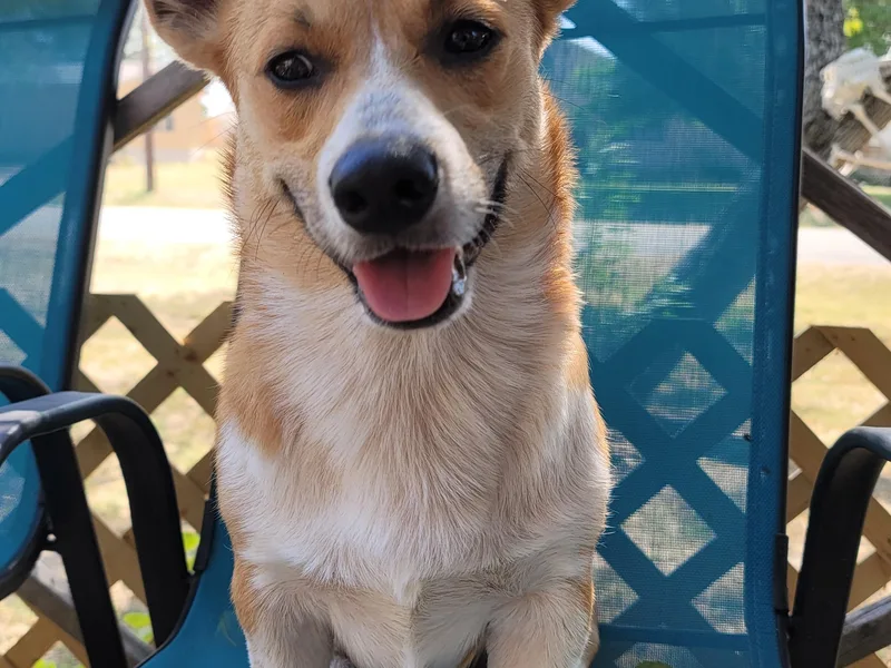 Bishop Paws &amp; More.