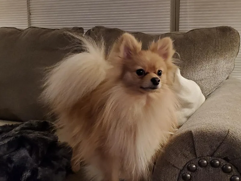 Bisous Pomeranians &amp; Heartland Sh