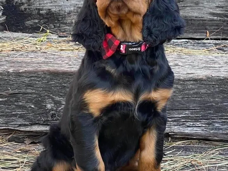 Bit O’ Gold Gordon Setters