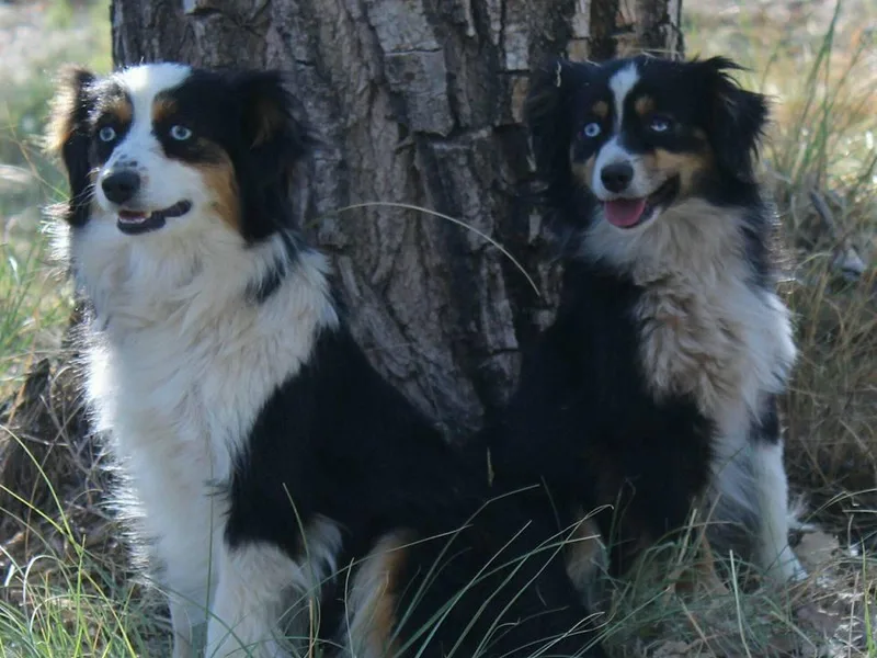 BitABlue Australian Shepherds