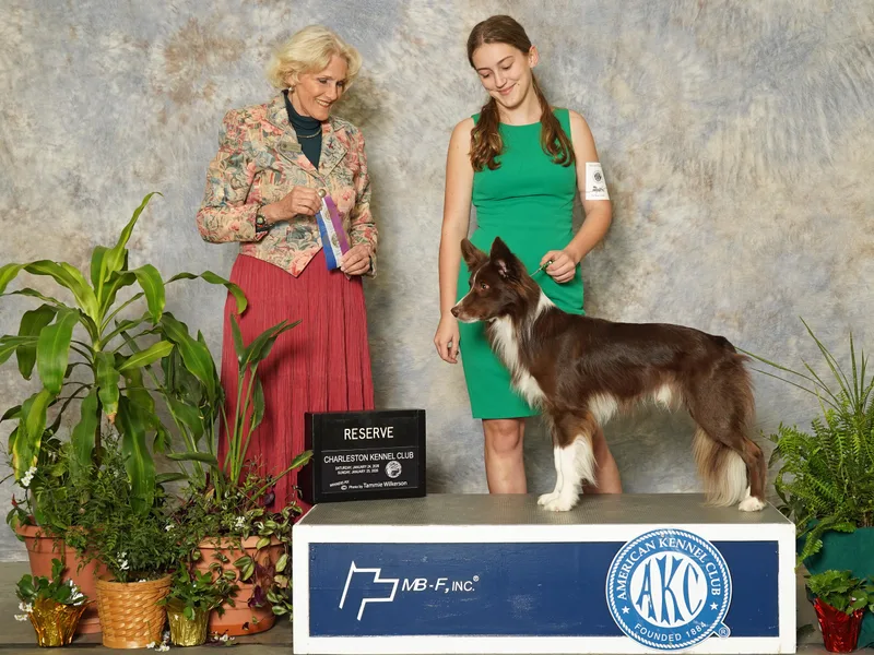 Bite Back Border Collies