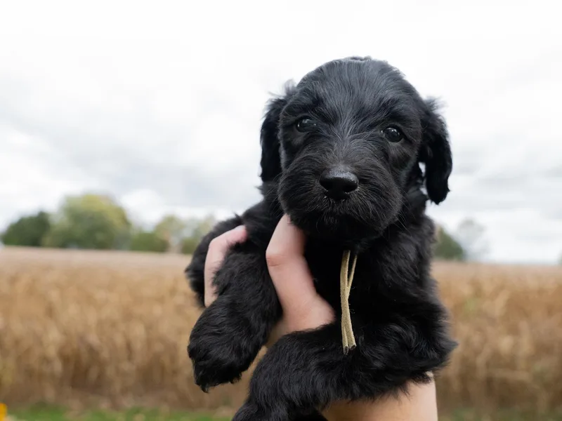 Bitler Family Puppies