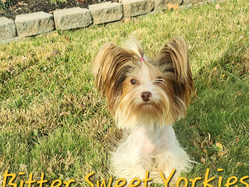 Bitter Sweet Yorkies
