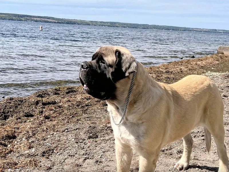 Bittersweet Lane Mastiffs
