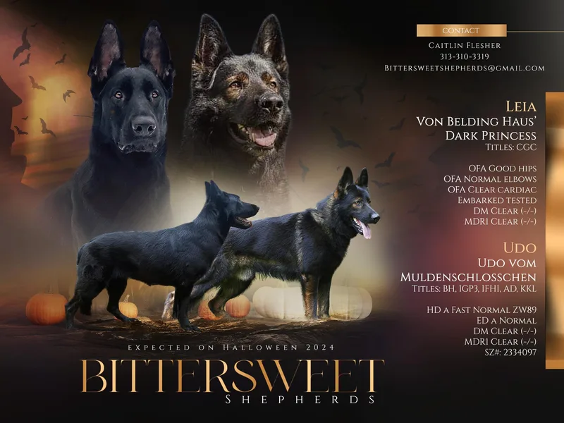 Bittersweet Shepherds