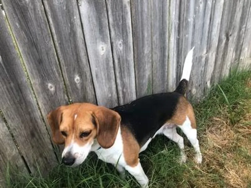 Bixby Beagles