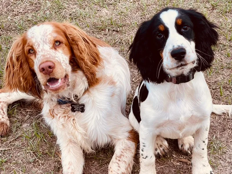 Bizzy Farms English Springer Spaniels