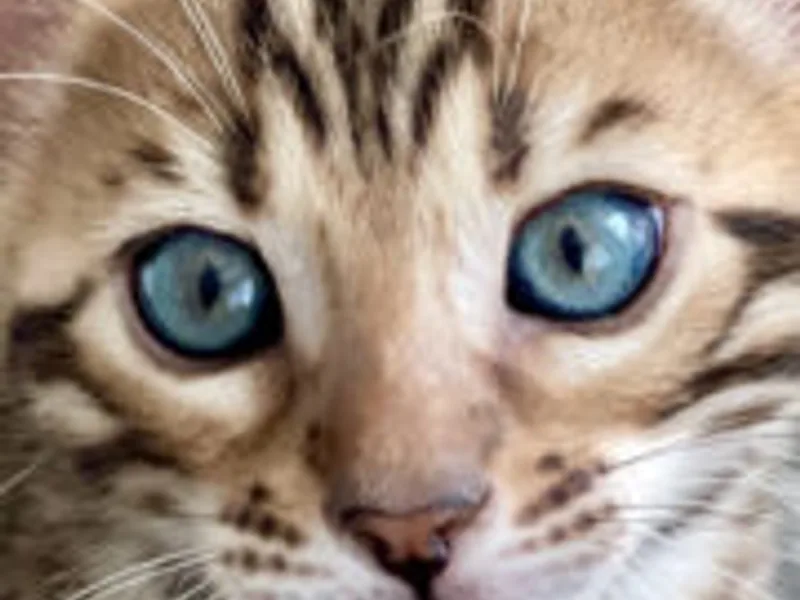 Bizzybengals