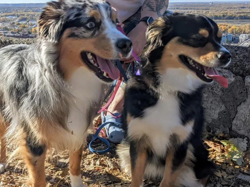 Bjork Mini American Shepherds