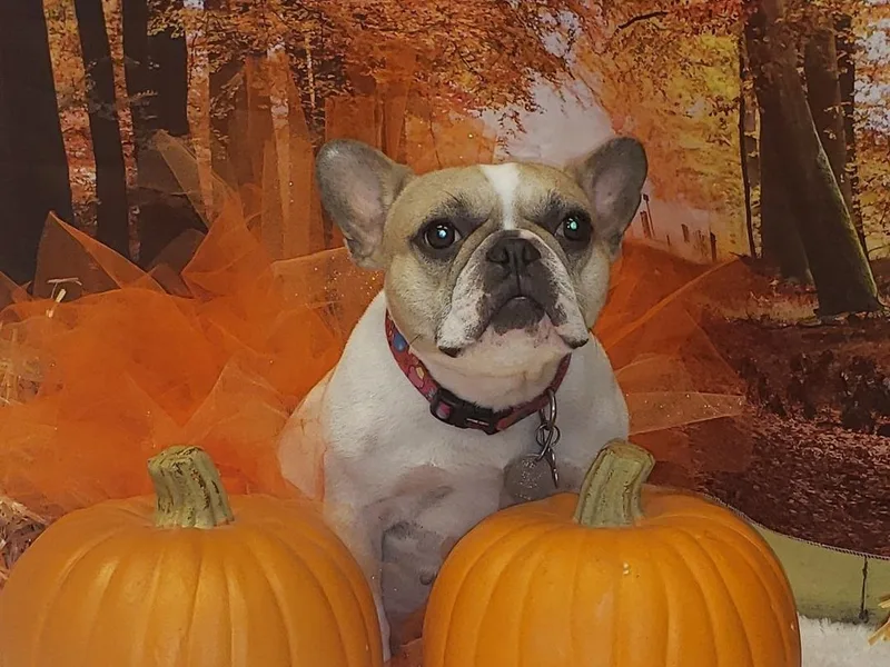BK Frenchies