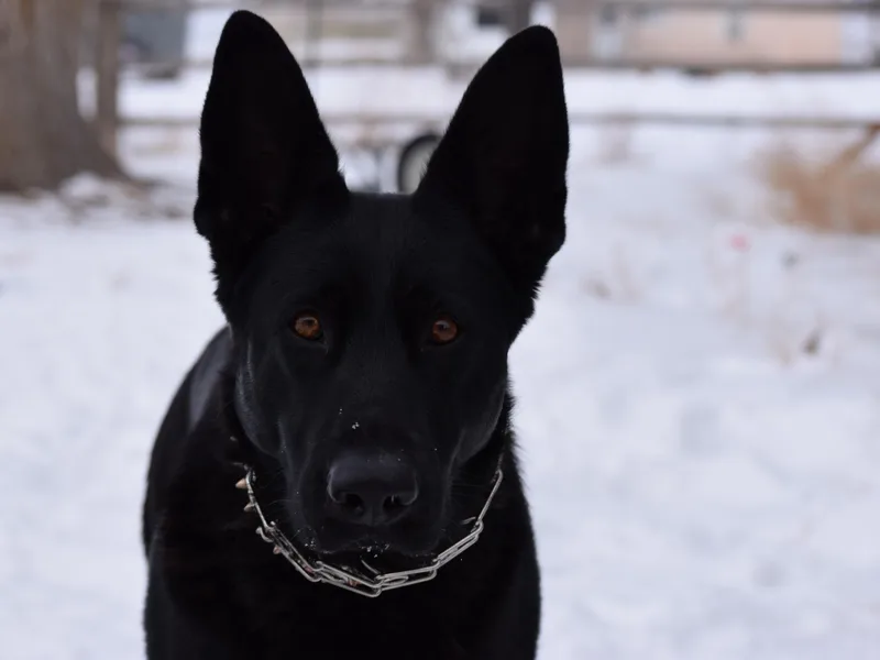 BK German Shepherds (CLOSED)